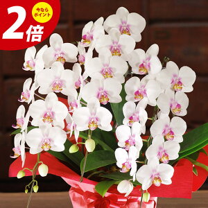 生花 3本立ち 胡蝶蘭の人気商品 通販 価格比較 価格 Com