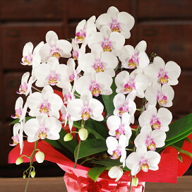 楽天市場 ランの種類で選ぶ 胡蝶蘭 ミニ ミディ胡蝶蘭 ３本仕立て 森水木のラン屋さん