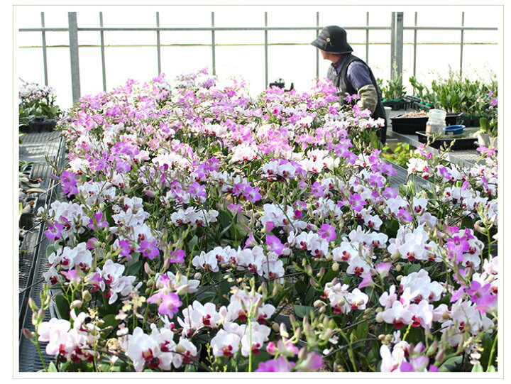 楽天市場】洋ランの苗『今ならつぼみ、または花付き--大輪白胡蝶蘭 V3【花咲く苗セット】』花 セット 花 鉢世界で最も選ばれている最高峰ファレノプシスの白品種をご自宅で!洋蘭栽培の趣味をプレゼントに!胡蝶蘭の育て方 : 森水木のラン屋さん 楽天市場】洋ランの苗『今ならつぼみ、または花付き--大輪白胡蝶蘭 V3【花咲く苗セット】』花 セット 花 鉢世界で最も選ばれている最高峰ファレノプシスの白品種をご自宅で!洋蘭栽培の趣味をプレゼントに!胡蝶蘭の育て方 : 森水木のラン屋さん