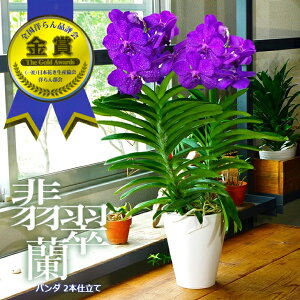 バンダ 花 生花の人気商品 通販 価格比較 価格 Com