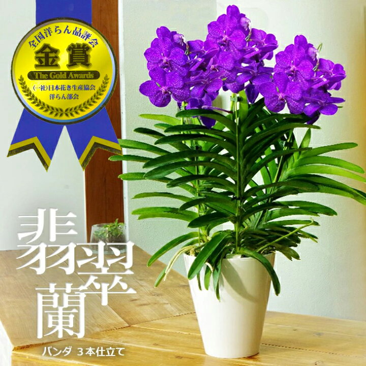 楽天市場 21年度全国洋らん品評会 金賞受賞 超豪華 バンダ３本仕立て 贈 敬 選べる3タイプ空中に美しい根を出すバンダは 吊り下げ栽培にも最適 のお花やご自宅のリビングにも フラワーギフト お誕生日プレゼント 開店祝い 母の日ギフト22 森
