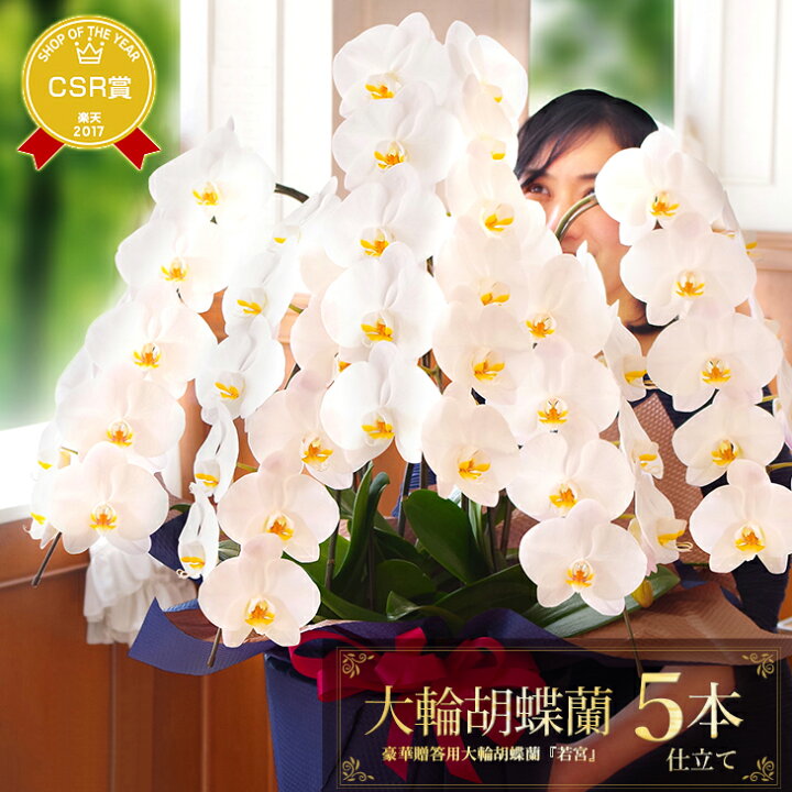楽天市場 胡蝶蘭 5本立 大輪立札 メッセージ無料 画像配信あり開業祝 開店祝 プレゼントなど お祝い 花ギフト 白大輪胡蝶蘭 鉢花 胡蝶蘭 5本立 大輪 若宮 贈 洋ランギフト お誕生日プレゼント 定 写サ 敬老の日ギフト22 森水木のラン屋さん