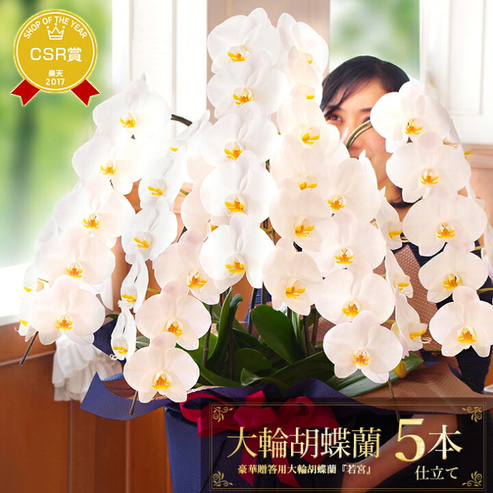 楽天市場 胡蝶蘭 5本立 大輪立札 メッセージ無料 画像配信あり開業祝 開店祝 プレゼントなど お祝い 花ギフト 白大輪胡蝶蘭 鉢花 胡蝶蘭 5本立 大輪 若宮 贈 母 洋ランギフト お誕生日プレゼント 定 写サ 森水木のラン屋さん