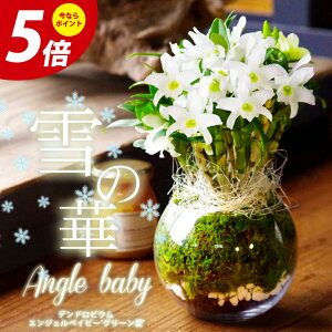 生花 デンドロビウムの人気商品 通販 価格比較 価格 Com