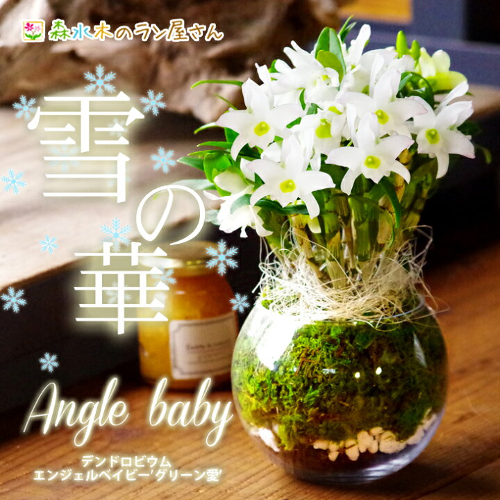 楽天市場 洋蘭デンドロビウム エンジェルベイビー グリーン愛 雪の華 ガラス鉢仕立て 贈 母 選べる2種類の鉢陶器鉢花 お祝いに おしゃれに楽しむインテリアガラス鉢 寒い季節もお部屋で長く楽しめるデンドロビューム 森水木のラン屋さん