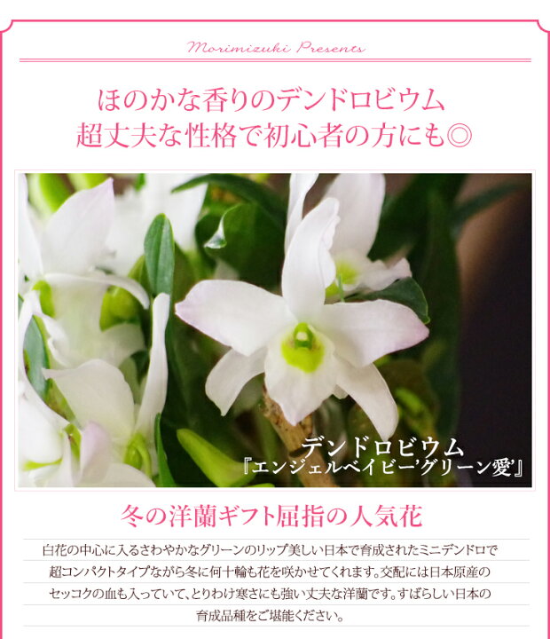 楽天市場 洋蘭デンドロビウム エンジェルベイビー グリーン愛 雪の華 ガラス鉢仕立て 贈 母 選べる2種類の鉢陶器鉢花 お祝いに おしゃれに楽しむインテリアガラス鉢 寒い季節もお部屋で長く楽しめるデンドロビューム 森水木のラン屋さん