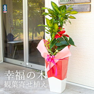 1.4mI蕨ɂsb^ł킢IȊϗtAwϗtA 񂹐AiK̖ hZiE}bTQAijuϗt10pړ픫vxytzyzJXj Vzj a