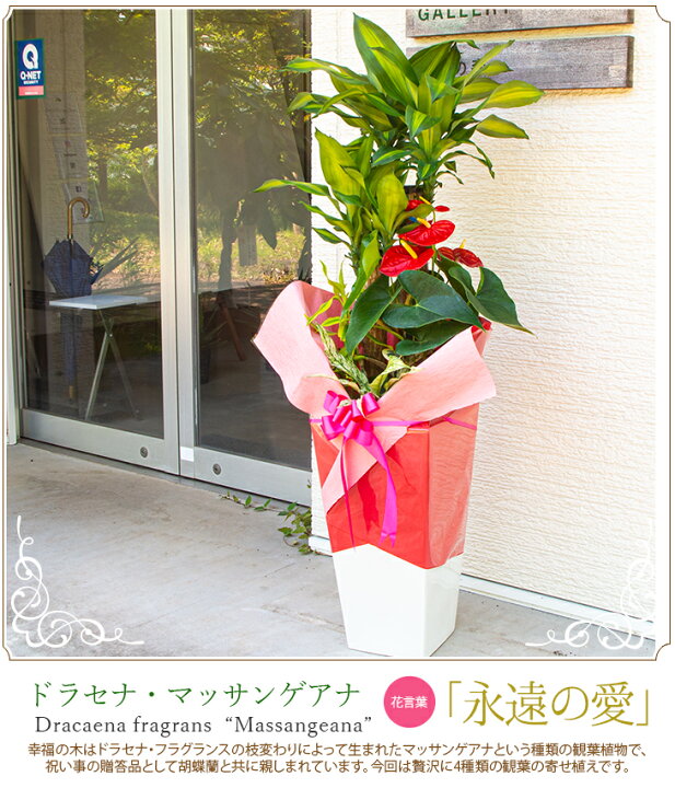 楽天市場 高さ約1 4m 贈り物にもピッタリでかわいい お洒落な観葉植物 観葉植物 寄せ植え 幸福の木 ドラセナ マッサンゲアナ他 10号角高尺陶器鉢 開店祝い 新築祝い 誕生日プレゼント 引越し祝い インテリア おしゃれな植木鉢当選祝い 胡蝶蘭以外 森水木のラン