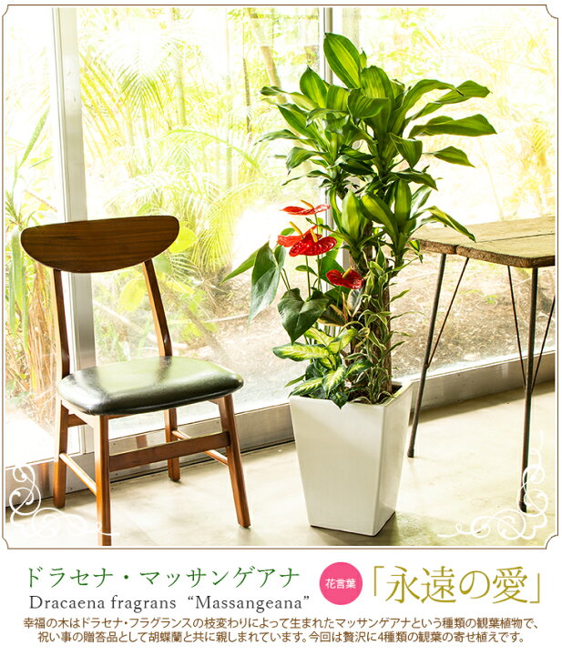 楽天市場 高さ約1 2m 贈り物にもピッタリでかわいい お洒落な観葉植物 観葉植物 寄せ植え 幸福の木 ドラセナ マッサンゲアナ他 尺リン角陶器 開店祝い 新築祝い 誕生日プレゼント 引越し祝い インテリア おしゃれな植木鉢当選祝い 胡蝶蘭以外 森水木のラン屋さん