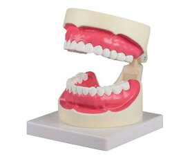 歯磨き・口腔ケア指導模型 　規格：1.5倍大【代引不可】