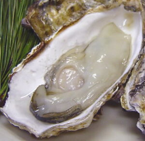 yzRY yނgiMHpj 500g܂3Nkt8iCN/L/y//JLIR/R/ΕjyyMt_̂zyyMt_bZz