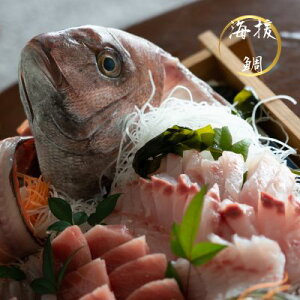 真鯛(約1.5〜2kg) 1尾 鯛 刺身 海援鯛 養殖 送料無料 お祝い事 お刺身 タイ 鯛 鯛しゃぶ 塩焼き 塩釜焼き 鯛 あら汁 鯛 アクアパッツァ 鯛 あら煮 鯛のカルパッチョ 鯛茶漬け 鯛のあら汁