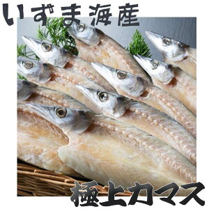 極上カマス開き 10枚/冷凍便/いずま海産/高知/かます/トロかます/室戸/干物/