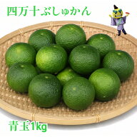 四万十ぶしゅかん 青玉1kg 高知県 仏手柑 しまんと 柑橘 ぶしゅまろ 土佐 ブシュカン Busyukan