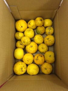 訳あり柚子2Kg【予約受付開始!】11月下旬〜12月中旬出荷 高知県の柚子。冬至 柚子玉 柚子風呂 栽培中農薬不使用。表面に傷やでこぼこがあり、色つきや大きさが揃っていないため訳あ