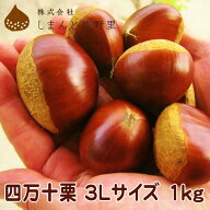 四万十栗（生栗）3Lサイズ 約1kg（約30～40個入り）/しまんと美野里 しまんと 和栗 くり クリ 高知