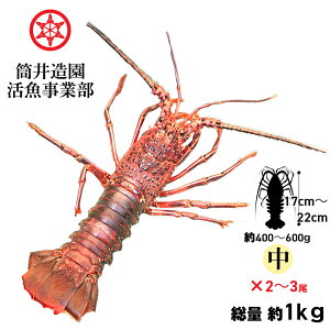 VR  ÿɐCV | EMTCYi400`600gj×2`3 dʖ1kg yp N[ ł͂ mYVRCZGr