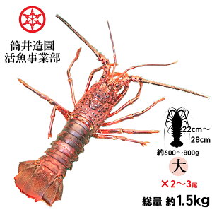 VR  ÿɐCV | ELTCYi600`800gj×2`3 dʖ1.5kg yp N[ ł͂ mYVRCZGr