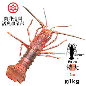 VR  ÿɐCV | ELLTCY 1 dʖ1.0kgȏ yp N[ ł͂ mYVRCZGr