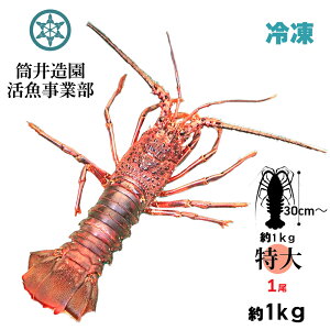 Ⓚ VR ÿɐCV | ELLTCY 1 dʖ1.0kgȏ yp N[ Ⓚł͂ mYVRCZGr