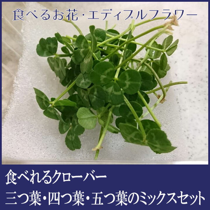楽天市場 食べるお花エディブルフラワー よしむら農園 食べれるクローバー 枚 三つ葉 四つ葉 五つ葉のミックスセット 冷蔵便 食用花 料理 パーティー 高知 サラダ パスタ ウエディングケーキ 幸せの葉 森徳蔵楽天市場店 楽天市場 食べるお花エディブルフラワー よしむら農園 食べれるクローバー 枚 三つ葉 四つ葉 五つ葉のミックスセット 冷蔵便 食用花 料理 パーティー 高知 サラダ パスタ ウエディングケーキ 幸せの葉 森徳蔵楽天市場店