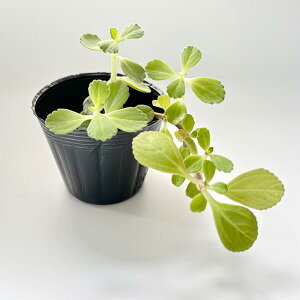 yn[ucz}WFR(|gW)STCY |bgc