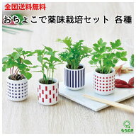 【全国送料無料】聖新陶芸 おちょこで薬味栽培セット 栽培セット 栽培キット 白磁 しそ 唐辛子 わさび菜 …