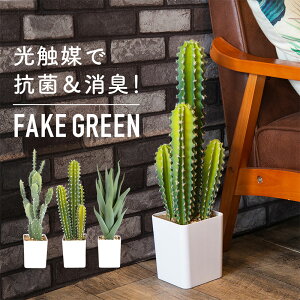 サボテン インテリア おしゃれ 観葉植物の人気商品 通販 価格比較 価格 Com