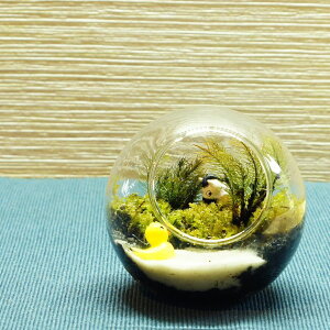 【完成品】8cm ボトルテラリウム 苔テラリウム苔盆景 テラリウム アヒルとウマのいる風景 テラリウム プレゼント ギフト 観葉植物 母の日 新築祝い 開店祝い 新生活 入学祝い 歓迎会 送別会