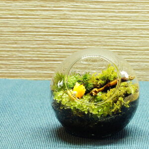 yiz8cm {geE ۃeEۖ~i eE n`̋xe eE v[g Mtg ϗtA ̓ Vzj JXj V wj } ʉ  