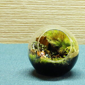 【完成品】8cm ボトルテラリウム 苔テラリウム苔盆景 テラリウム ベンチで休む女性 テラリウム プレゼント ギフト 観葉植物 母の日 新築祝い 開店祝い 新生活 入学祝い 歓迎会 送別会 おしゃ