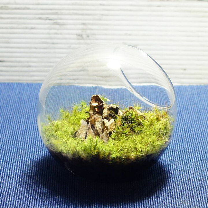 楽天市場 10cm ボトルテラリウム 苔テラリウム 完成品 苔盆景 テラリウム タマゴケの草原 気孔石 苔庵介る