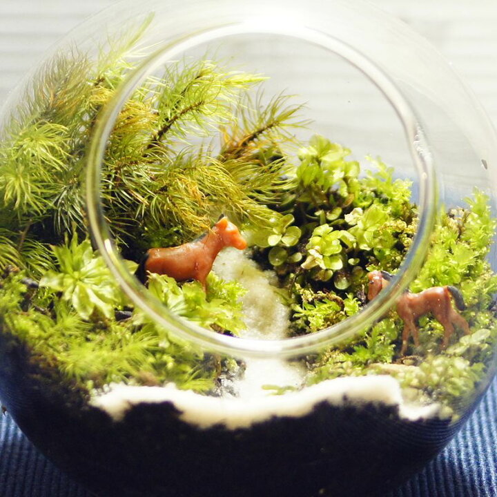 楽天市場 馬 ウマ 全5種類 高さ2 5cm ミニチュア ジオラマ 動物模型 苔テラリウム おもちゃ フィギュア 苔ボトル 苔庵介る 楽天市場 馬 ウマ 全5種類 高さ2 5cm ミニチュア ジオラマ 動物模型 苔テラリウム おもちゃ フィギュア 苔ボトル 苔庵介る