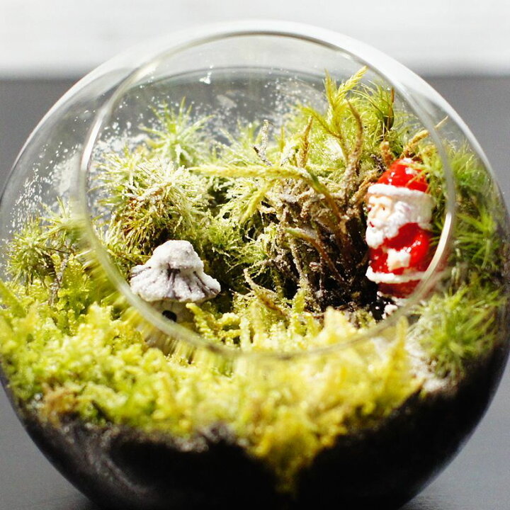 楽天市場 現物撮影 ボトルテラリウム 10cm 苔テラリウム 完成品 現物 苔盆景 テラリウム サンタクロース クリスマス プレゼント 苔庵介る