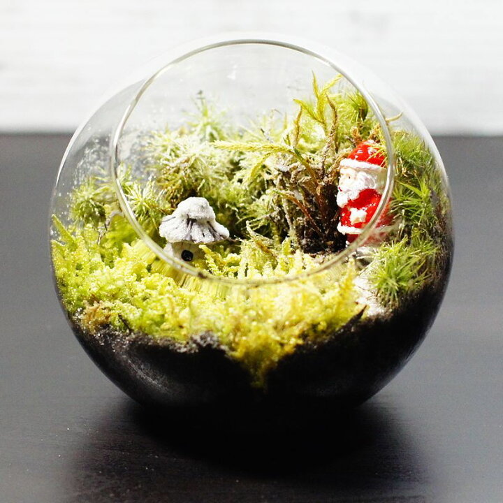 楽天市場 現物撮影 ボトルテラリウム 10cm 苔テラリウム 完成品 現物 苔盆景 テラリウム サンタクロース クリスマス プレゼント 苔庵介る