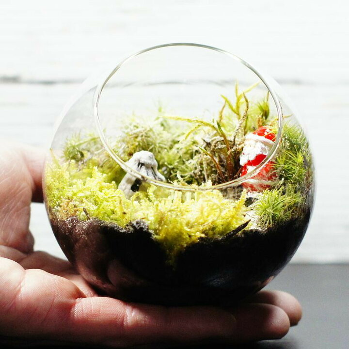 楽天市場 現物撮影 ボトルテラリウム 10cm 苔テラリウム 完成品 現物 苔盆景 テラリウム サンタクロース クリスマス プレゼント 苔庵介る