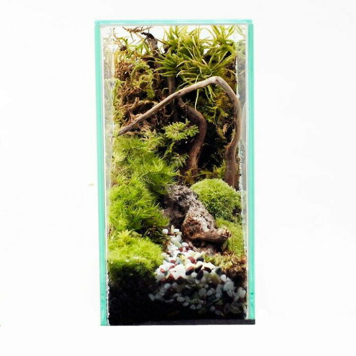 楽天市場 完成品 現物 奥行き感のある 苔テラリウム ガラス水槽 流木 蓋付きで手入れも要らない 苔庵介る