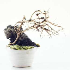 流木 苔の人気商品 通販 価格比較 価格 Com