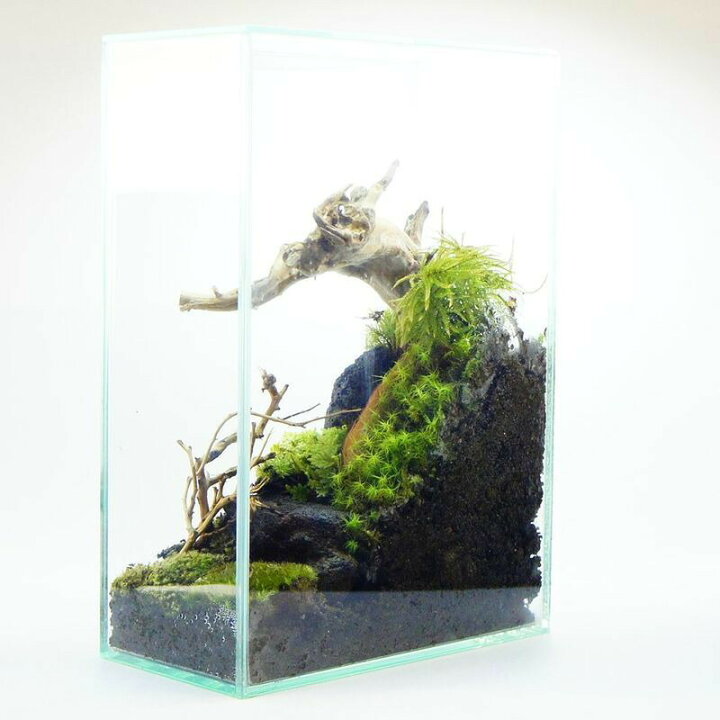 楽天市場】【完成品 現物】奥行き感のある 苔テラリウム ガラス水槽 