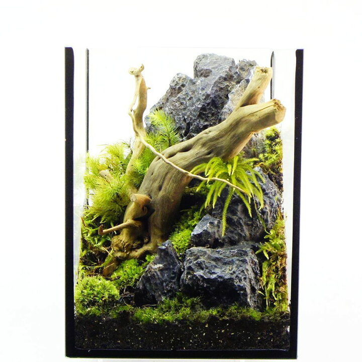 楽天市場 完成品 現物 苔テラリウム 15cmキューブ ハイタイプ ガラス水槽 流木 青龍石 蓋付きで手入れも要らない 苔庵介る