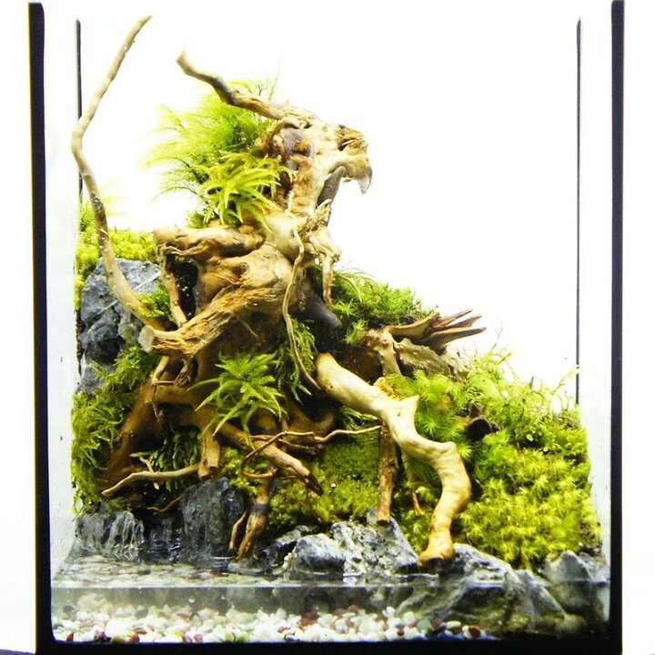 楽天市場】【完成品 現物】水場のある苔テラリウム 25水槽 ハイタイプ 