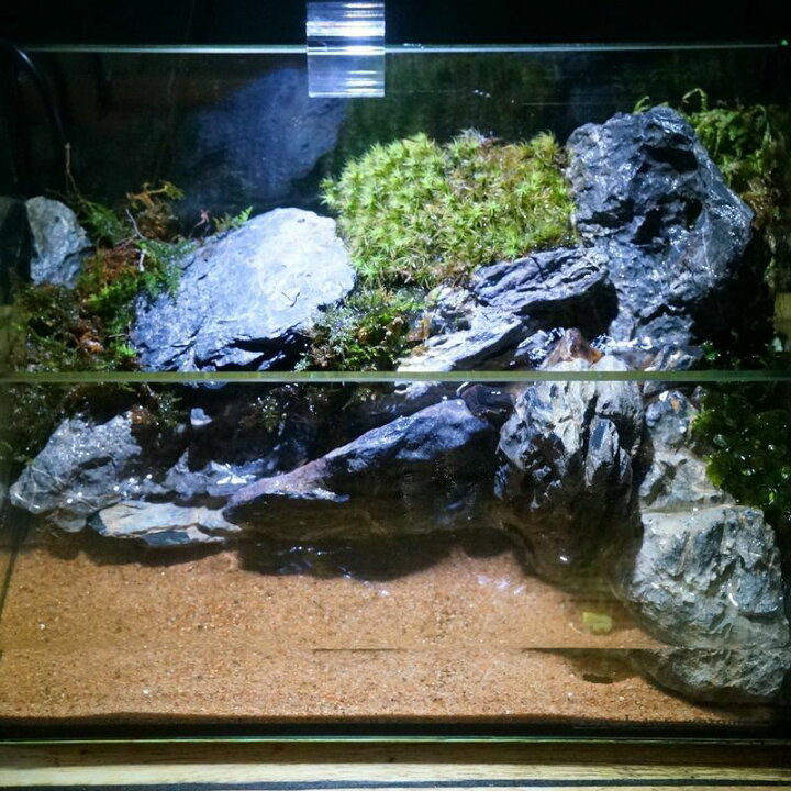 楽天市場 完成品 現物 水が流れる苔テラリウム 照明付き 25水槽 ガラス水槽 メダカリウム 青龍石 アクアテラリウム 新築祝い 開店祝い プレゼントに 苔庵介る