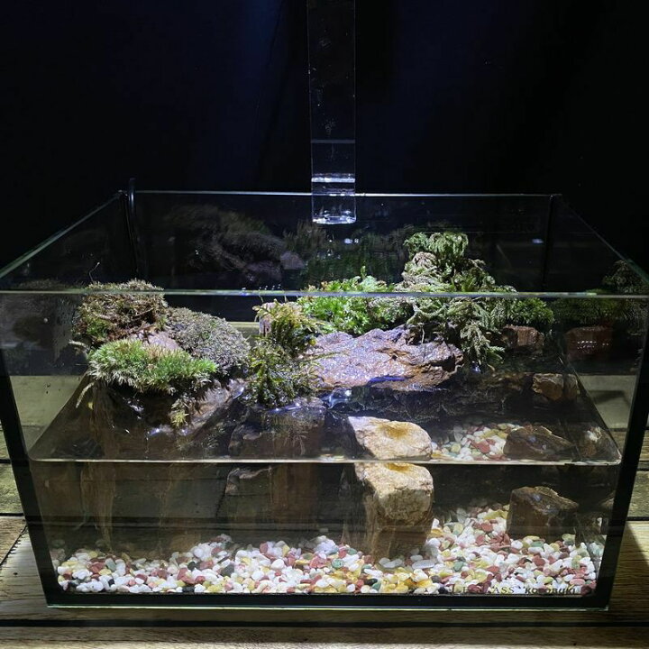 楽天市場 完成品 現物 苔テラリウム アクアテラリウム 照明付き 25水槽 ガラス水槽 メダカリウム 木化石 新築祝い 開店祝い プレゼントに 苔庵介る