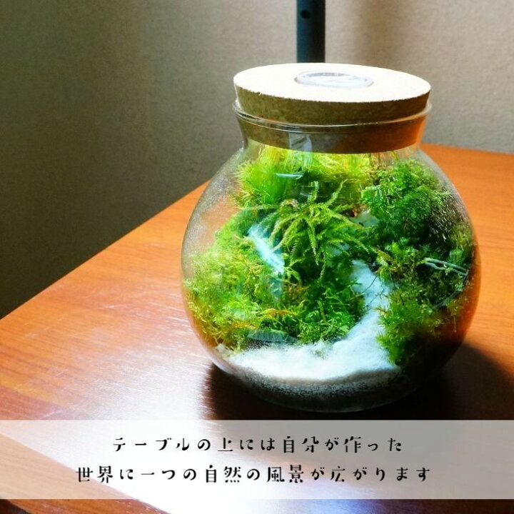楽天市場 ボトルテラリウム 作成キット 苔テラリウム16cm 苔セット 苔 初心者の方でもできる 苔庵介る 楽天市場 ボトルテラリウム 作成キット 苔テラリウム16cm 苔セット 苔 初心者の方でもできる 苔庵介る