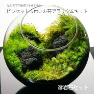 【スターターキット】苔テラリウム 8-16cm 溶岩石 コウヤノマンネングサ 母の日 プレゼント ギフト 入学…