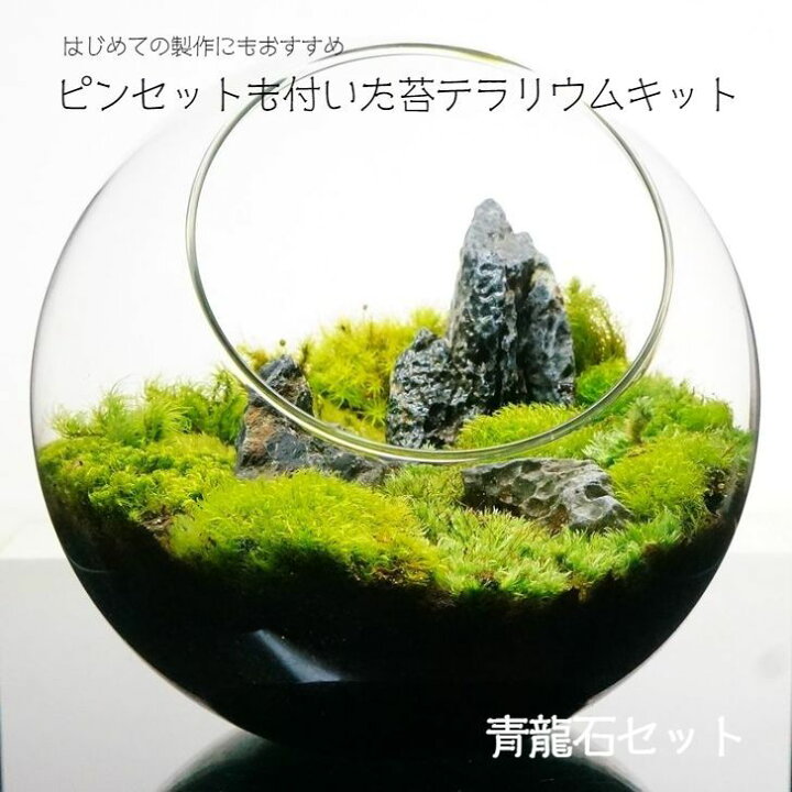 楽天市場 スターターキット ボトルテラリウム 作成キット 16cm 苔セット 苔 ギフト プレゼントにも 青龍石 送料無料 苔庵介る