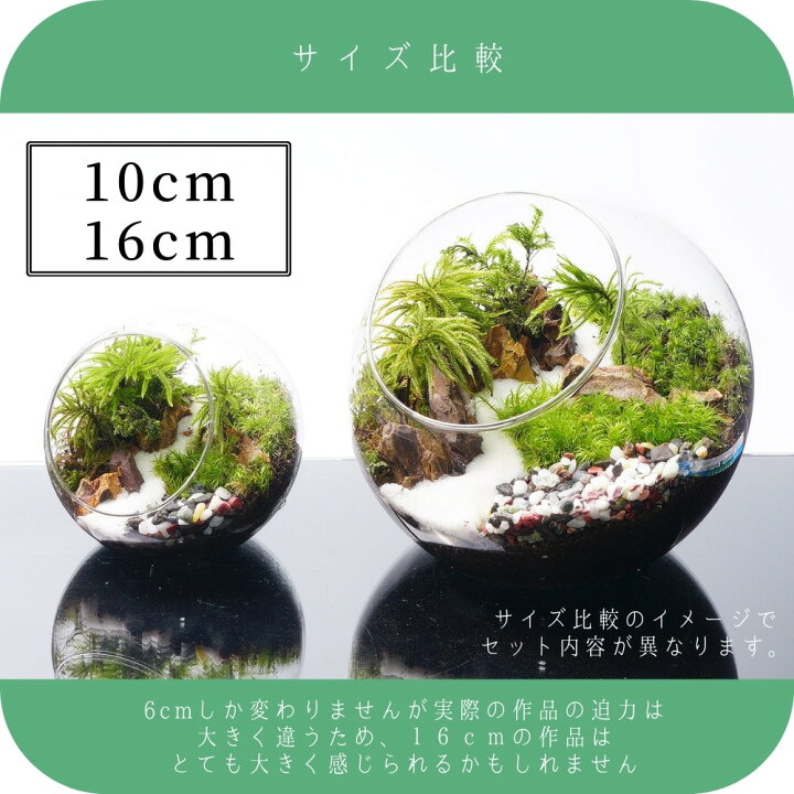 楽天市場】【スターターキット】苔テラリウム 青龍石 8-16cm 全4サイズ 