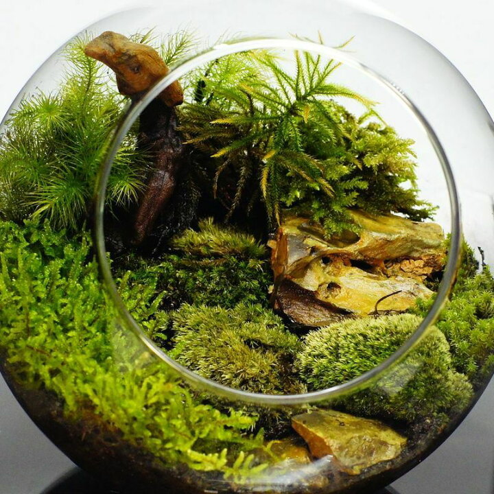 楽天市場】【現物撮影】10cm弱 塊系流木 インテリアアクアリウム  