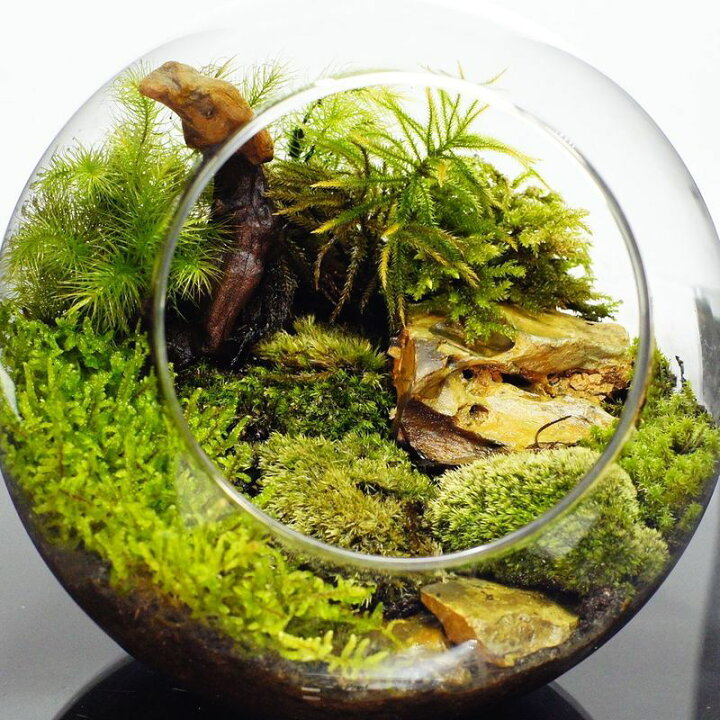 楽天市場】【完成品】16cm ボトルテラリウム 苔テラリウム 自然  