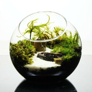 【完成品】10cm ガラスボトルテラリウム 苔テラリウム 川が続く風景 苔盆景 テラリウム 木化石 テラリウム プレゼント ギフト 観葉植物 母の日 新築祝い 開店祝い 新生活 入学祝い 歓迎会 送